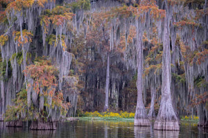 Down On The Bayou-A Collection From Louisiana Cypress Swamps