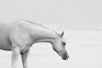 Hihgh-key image of a white horse gently looking at the filed.