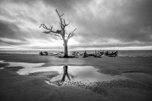 Black and white photo of a single dead tree on a boneyard beach with dark clouds.