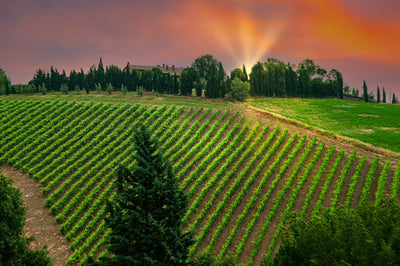 Sunrise over a hill in Tuscany with grapevines leading up to a vineyard.