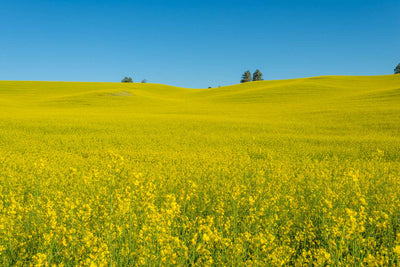 Field of bright yellow canola flowers with a deep blue sky captured in the Palouse in Washington State.