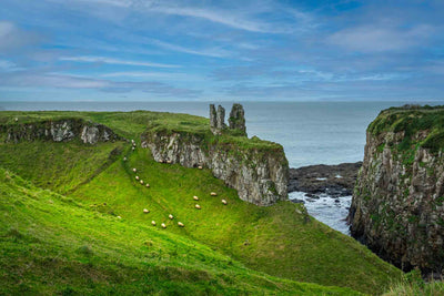 Rolling green cliffs in Ireland with Dunseverick Castle in the backgrounds with sheep in the hills. There is a view of the rugged coastline with the Atlantic Ocean in the background.