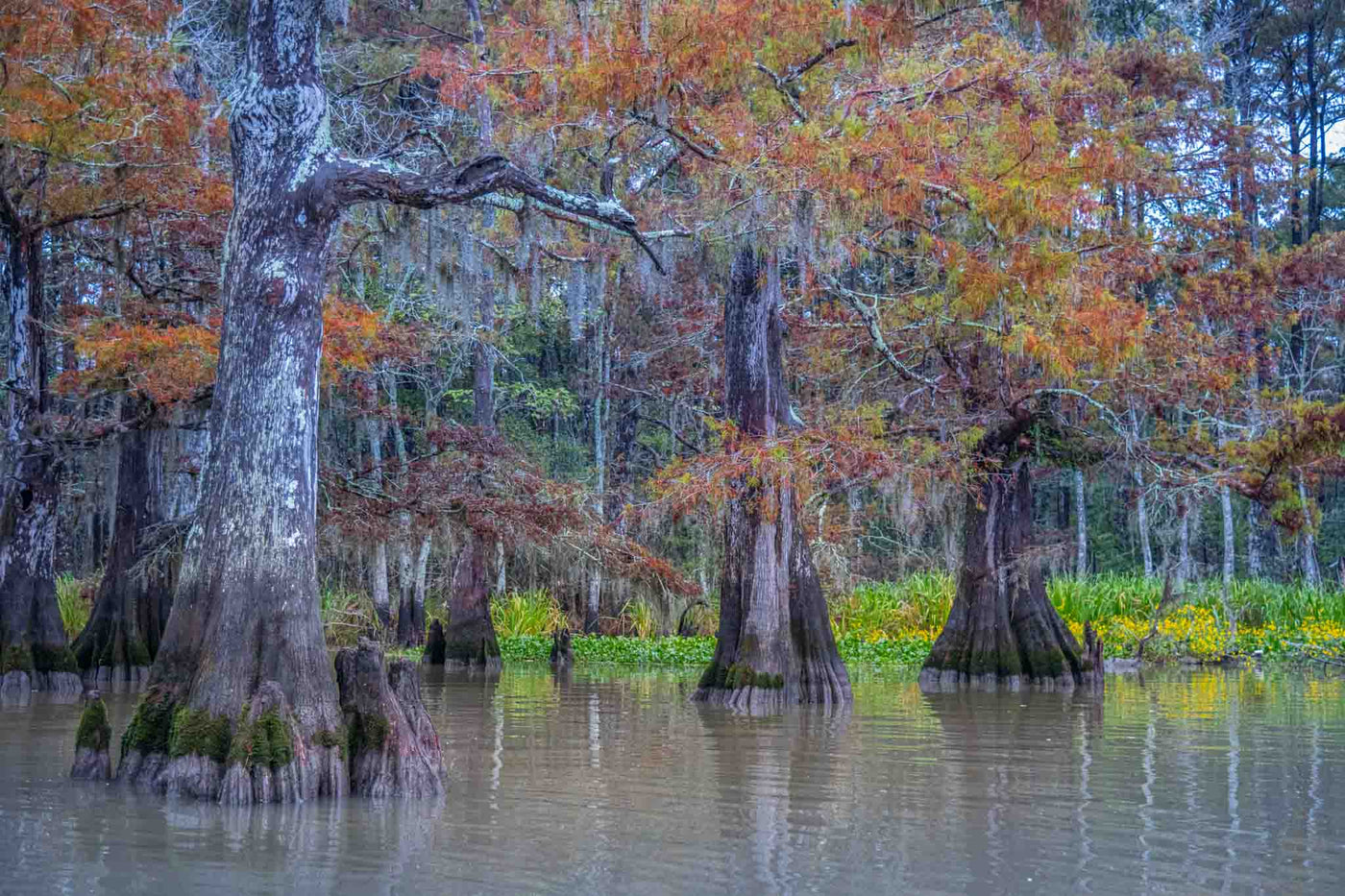 Grandeur Of The Swamp
