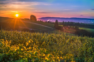 Sunrise over a vineyard in Willamette Valley in Oregon. The golden sun casts a glow over the field of grapevines with purple mountains in the background.