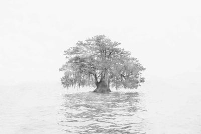 A high key image of a lone cypress tree in a lake.
