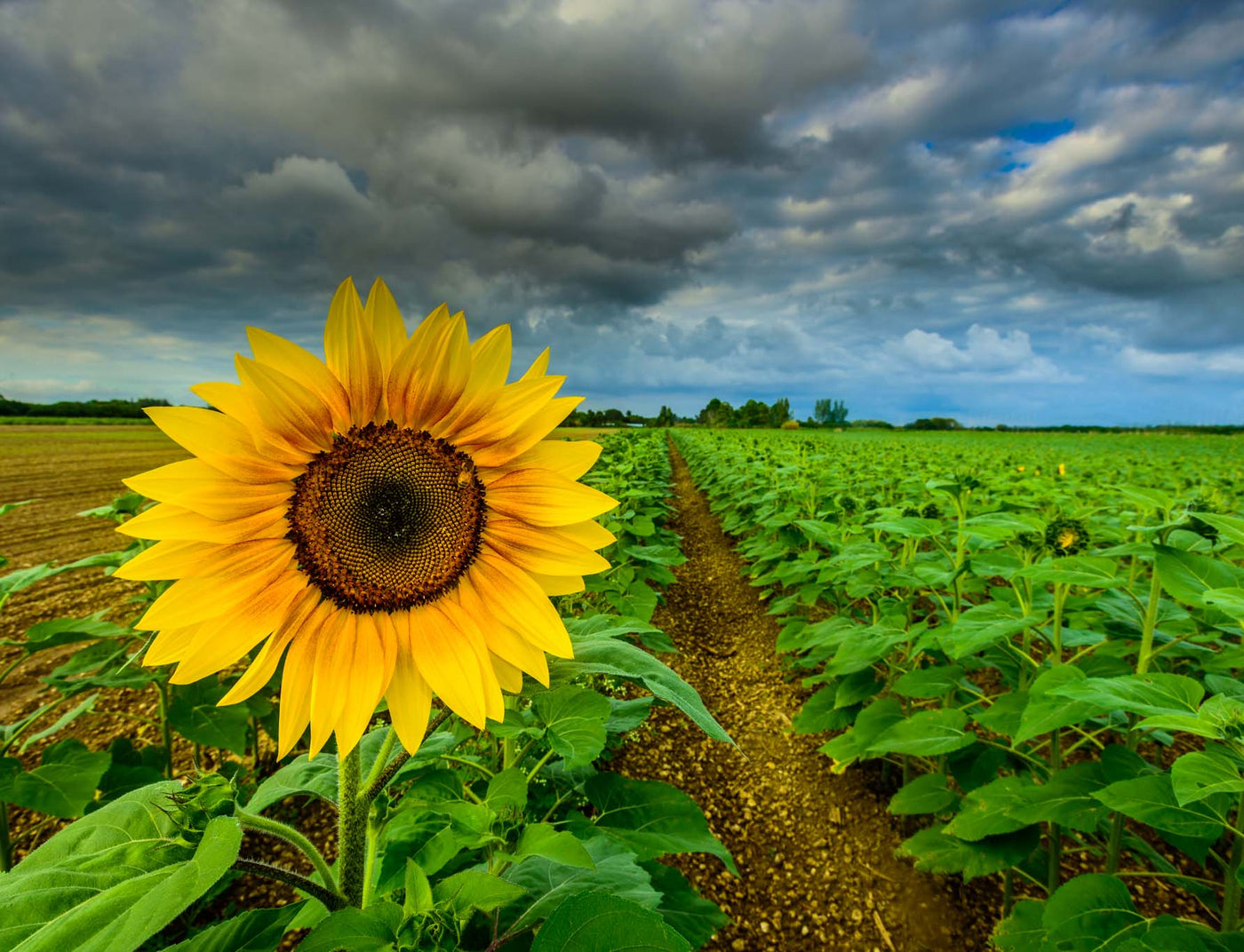 Sole Sunflower