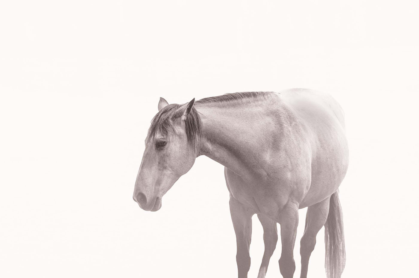 A high key image of a horse with a gentle smile.