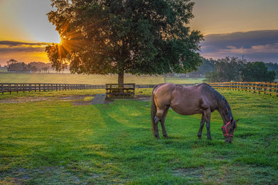 Chestnut brown horse grazing in a warm serene green pasture. There is a Live Oak tree in the photo with a starburst from the sun coming through the branches of the tree.