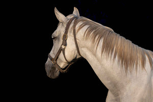 Portrait of a white horse with a black background.