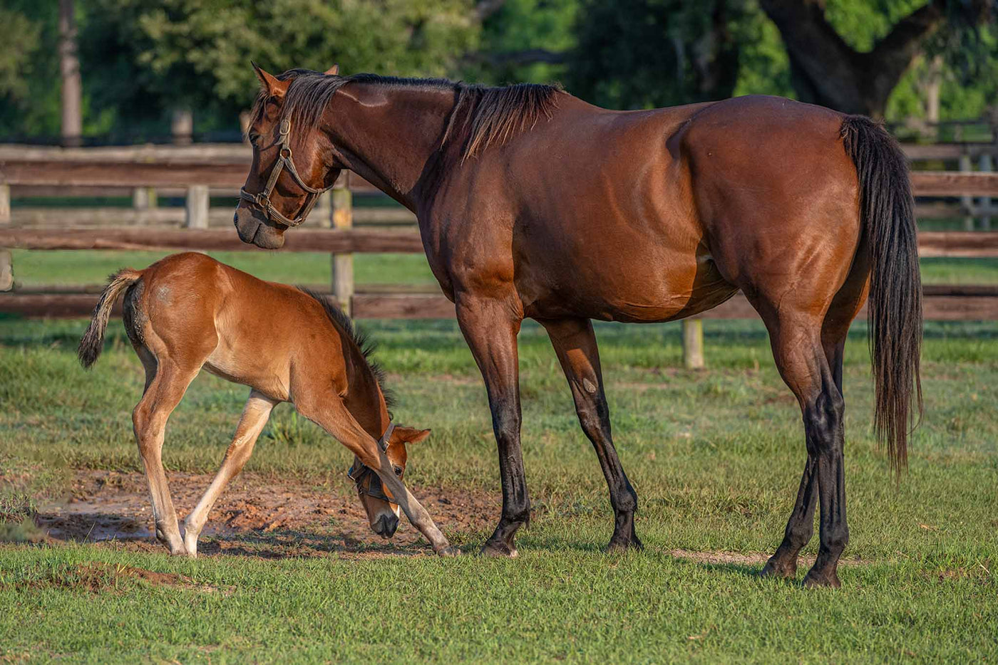 Chestnut brown horse with her foal in a field. The foal is playing with her mother. 