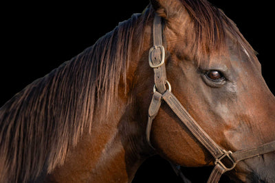 Portrait of a beautiful chestnut brown quarter horse cropped exposing part of the head and neck.