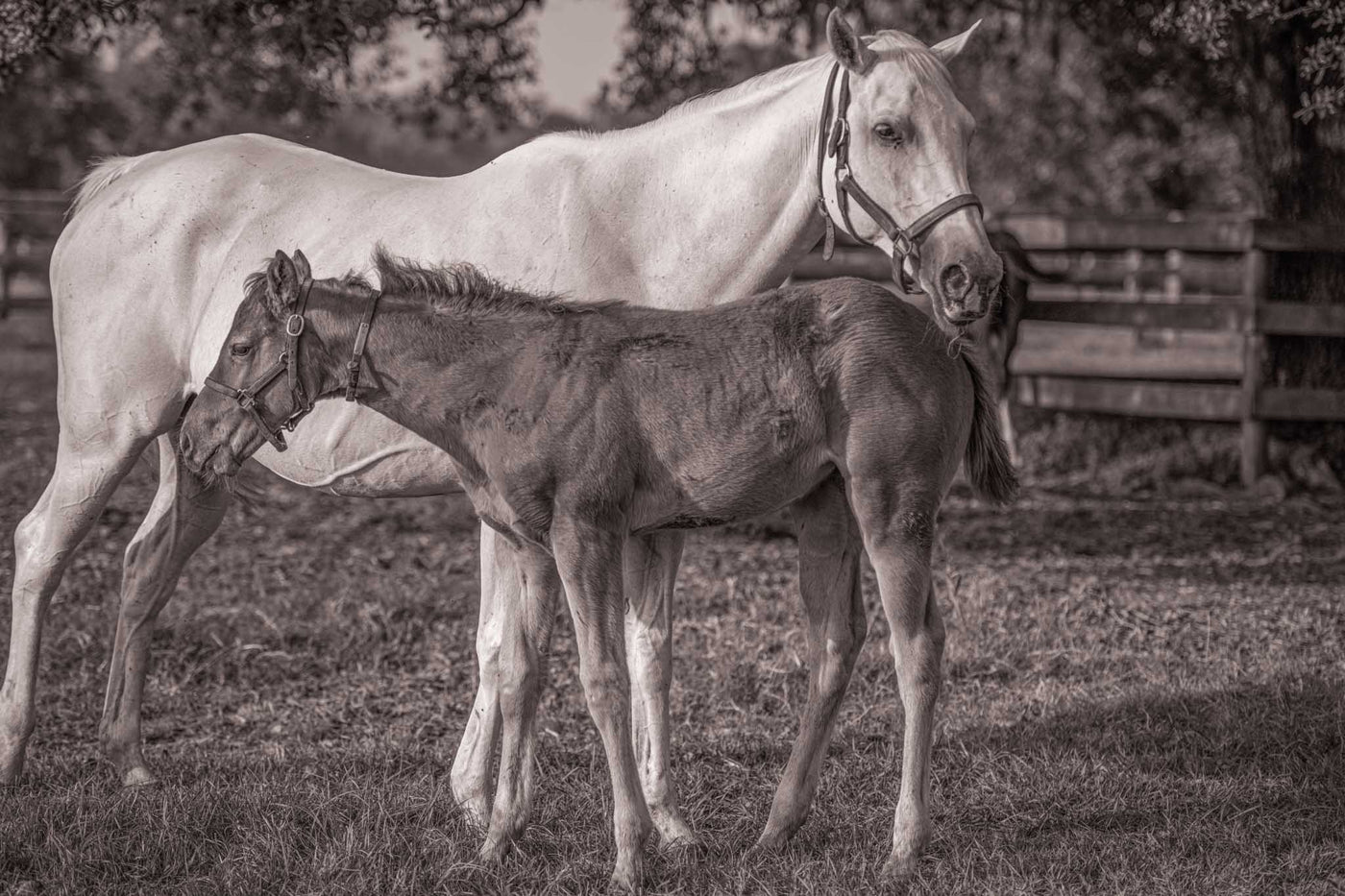 A white horse and her foal are stadning together in a calm tranquil scene. The bond between the two animals is apparent.