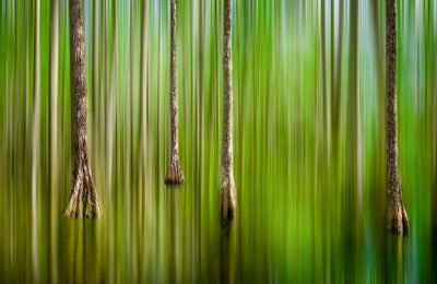 Abstract photo of cypress trees in the Florida Everglades.