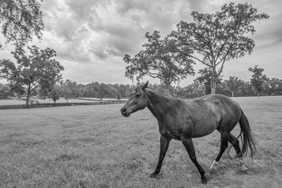 Black and white photo of a horse in a expansive field with  wood fencing in the background and oak trees on the property.