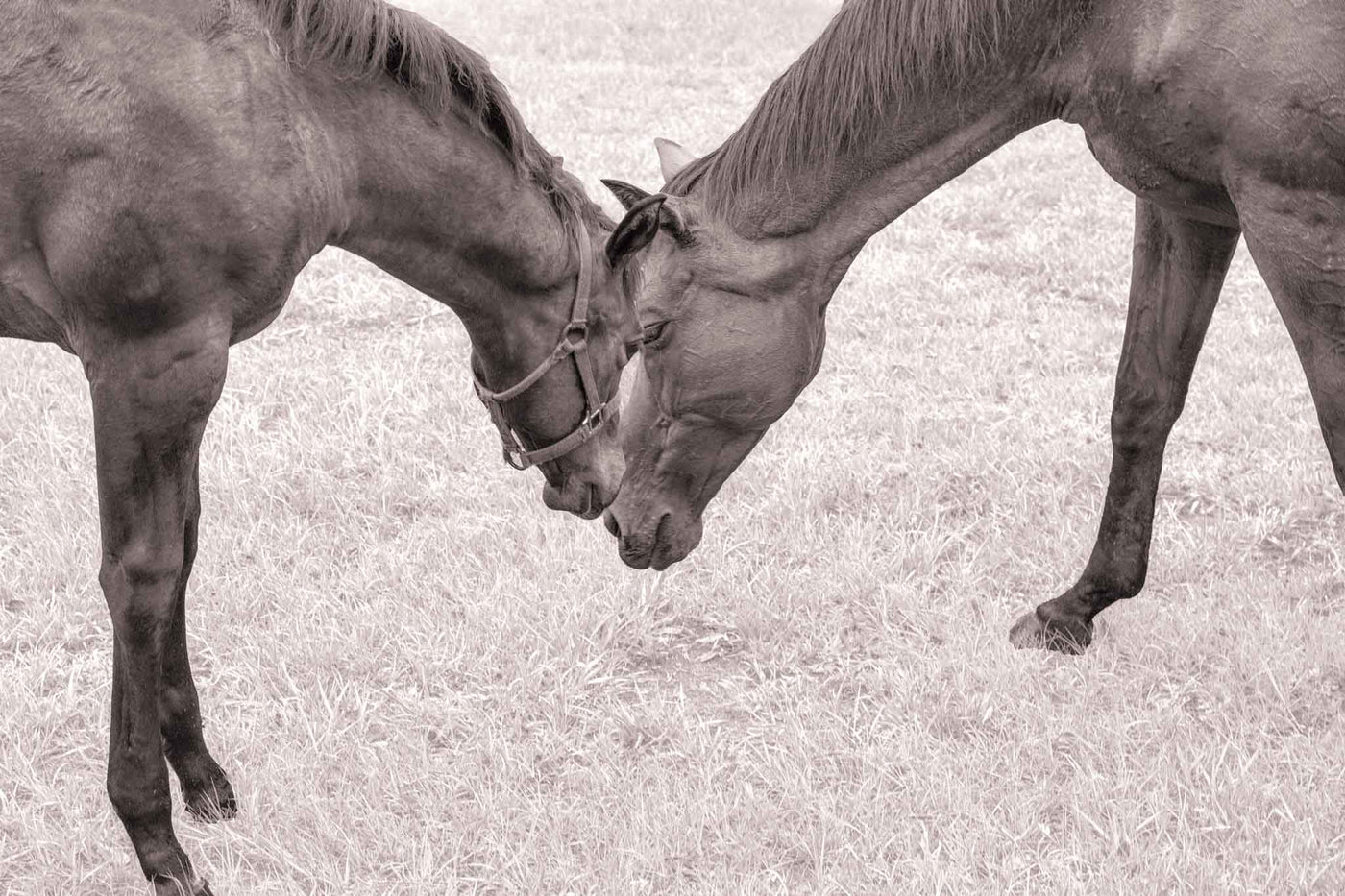 Two horses in a field nudging their heads together in a peaceful scene.