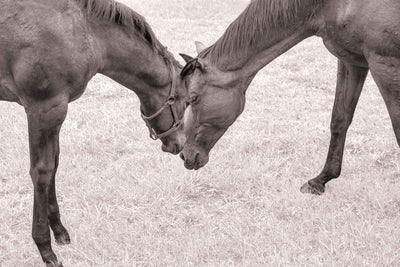 Two horses in a field nudging their heads together in a peaceful scene.