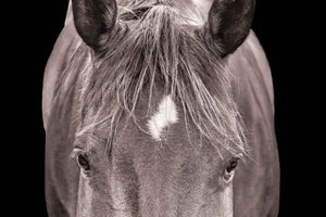 An image of just a horse's forehead, eyes, and mane. There is an air of mystery to the photo.