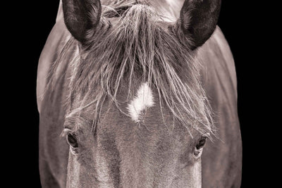 An image of just a horse's forehead, eyes, and mane. There is an air of mystery to the photo.