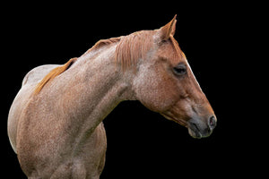 A horse portrait of a sorrel colored quarter horse with a black background. There is a contrast between the background and the horse that accentuates the richness and beauty of this animal.