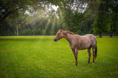 Light brown quarter horse in a green field with rays of sunlight descending down through trees.