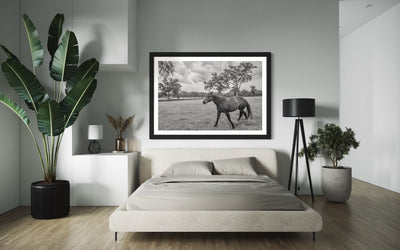 Equine Elegance   Horse Country, Ocala Limited Edition