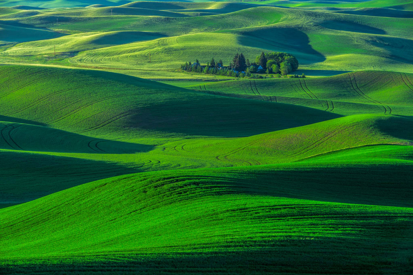 Endless Hills of Green
