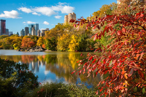 Central Park in New York City with trees in fall colors.