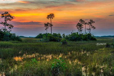 Everglades In Pastels